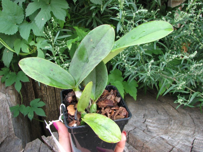 Cattleya walkeriana ('Cambara' x 'Feitico de Goias').JPG