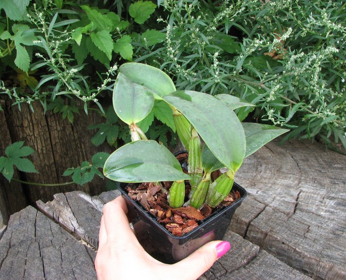 Cattleya walkeriana (dark color x 'Cambara').JPG