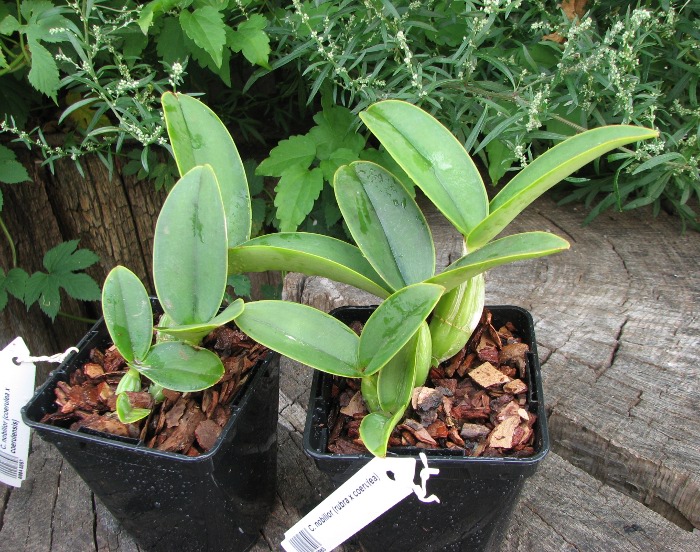 Cattleya nobilior (rubra x coerulea).JPG