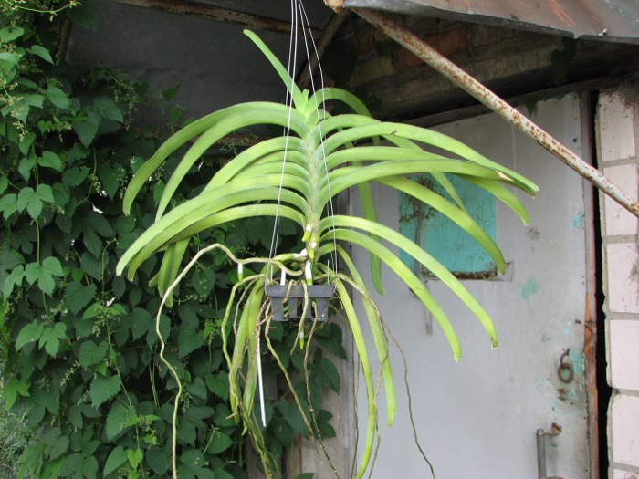 Vanda Sankhamphaeng x Vanda Udom Gold.JPG