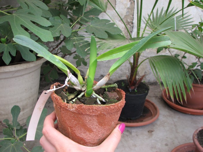 Laelia Pulcherrima coerulea (L. lobata coerulea x L. purpurata werkhauseri).JPG