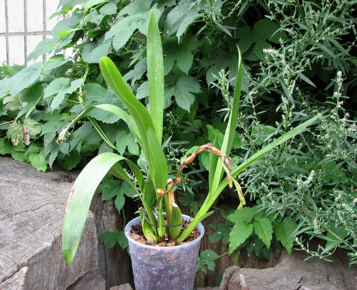 Wilsonara Pacific Panache 'Kenny Boy'.JPG
