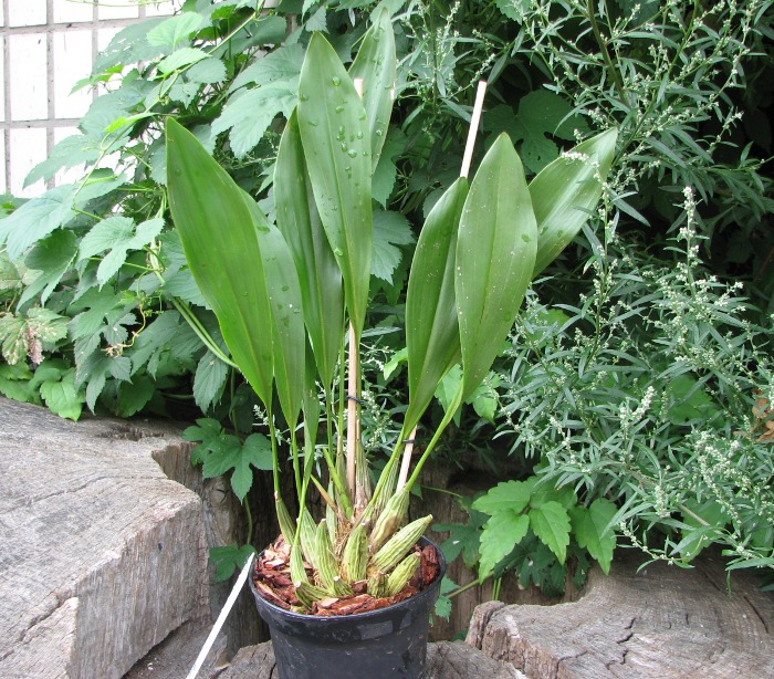 Dendrochilum cobbianum.JPG