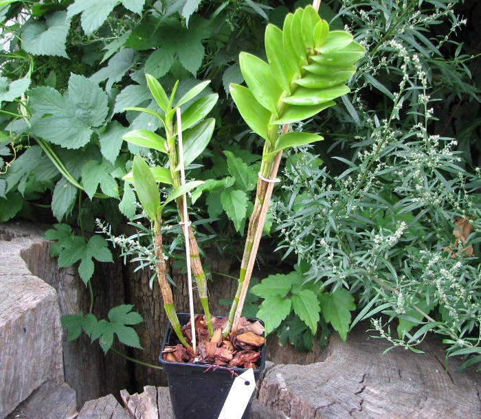 Dendrobium dearei.JPG