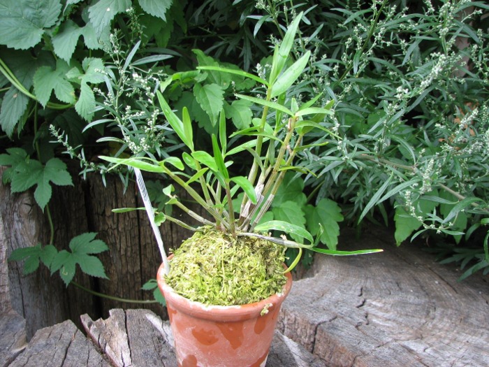 Dendrobium moniliforme Raizan.JPG