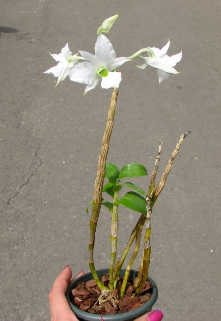 Dendrobium sanderae var. luzonicum.JPG
