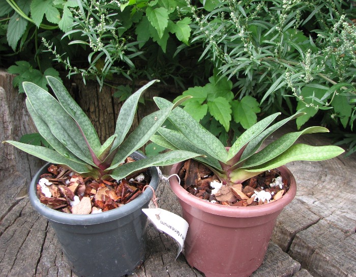 Paphiopedilum micranthum x fairieanum.JPG