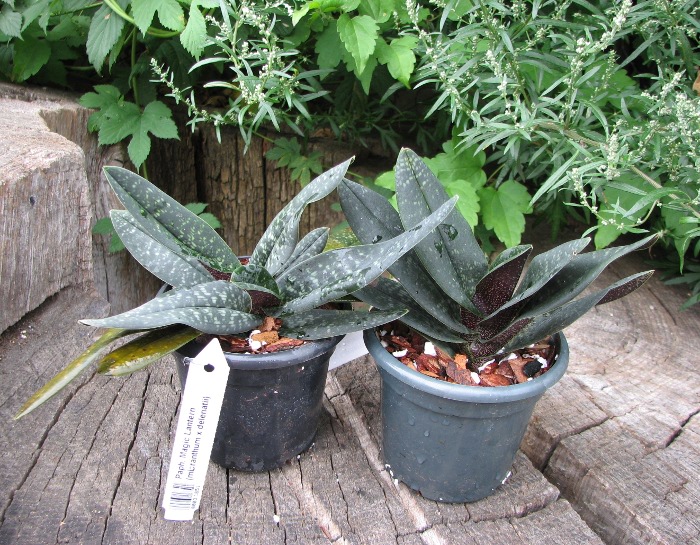 Paphiopedilum Magic Lantern (micranthum x delenatii).JPG