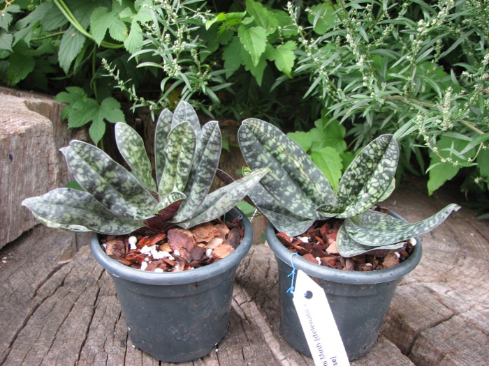 Paphiopedilum Ho Chi Minh (delenatii x vietnamense).JPG