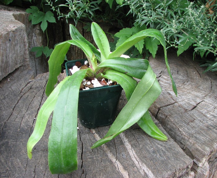 Paphiopedilum spicerianum.JPG