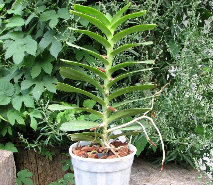 Renanthera philippinensis.JPG