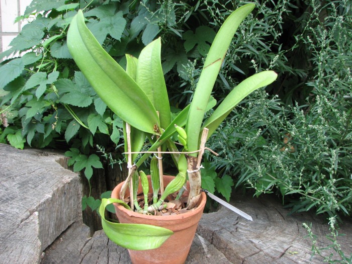 Brassolaeliocattleya Chin Tzy Lass.JPG