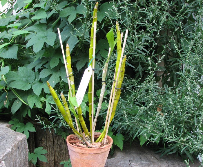 Dendrobium heterocarpum.JPG