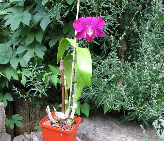 Dendrobium Red Bull.JPG