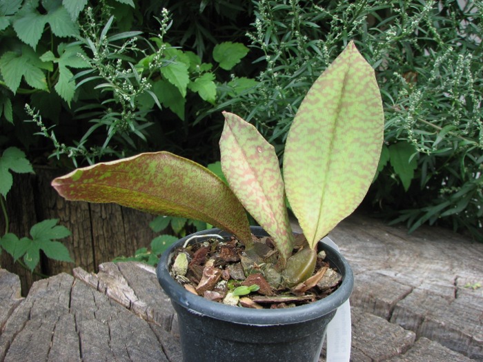 Psychopsis Butterfly (sanderae x papilio).JPG