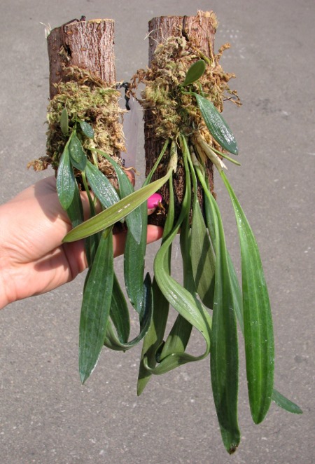 Masdevallia caesia.JPG