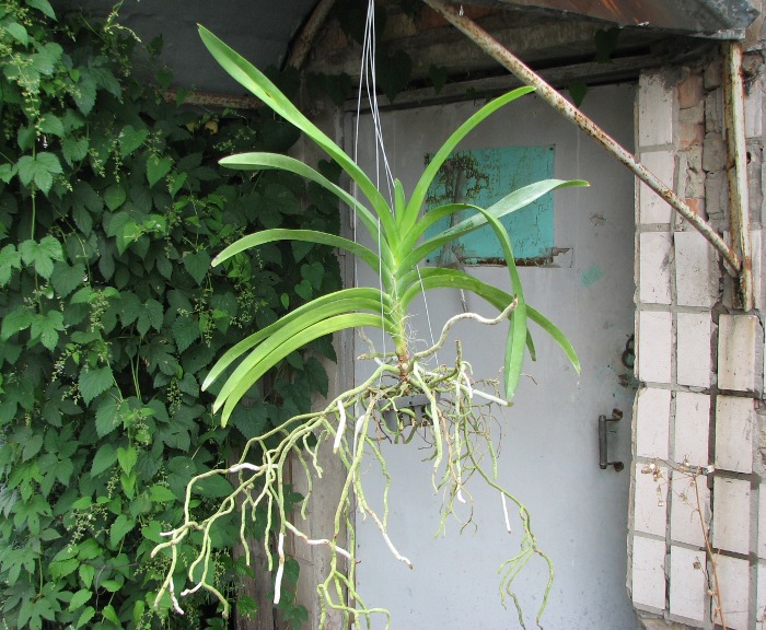 Vanda Vivan x Ascda Kultana Flame.JPG