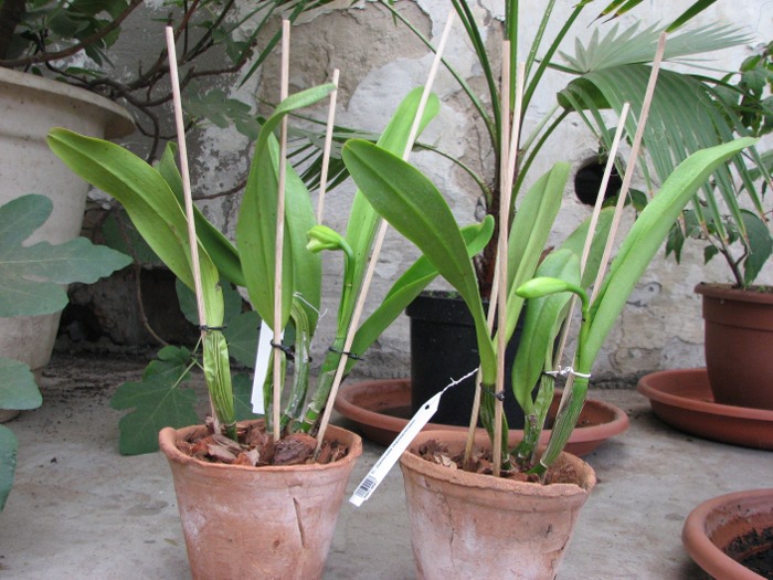 Cattleya Gertrude Hausermann.JPG
