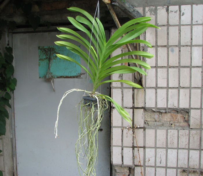 Vanda Apec Blue.JPG