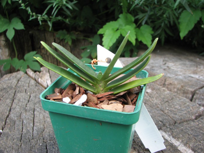 Angraecum didieri.JPG