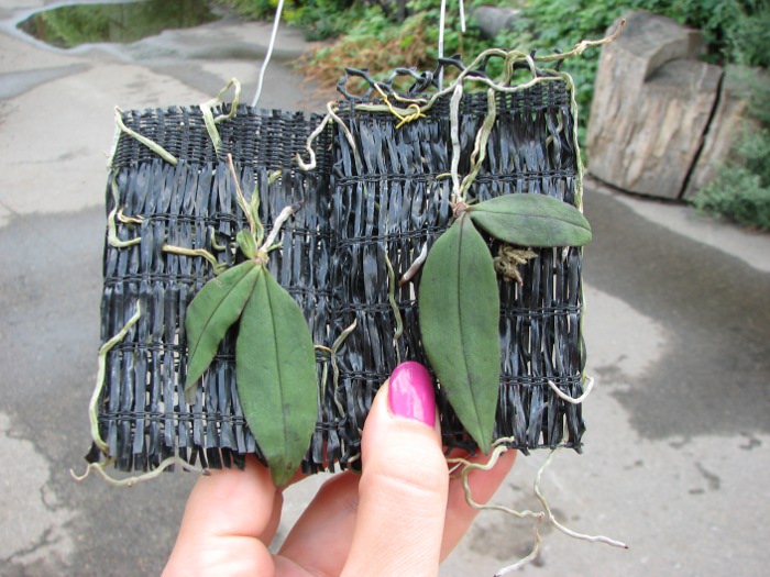 Phalaenopsis lowii.JPG