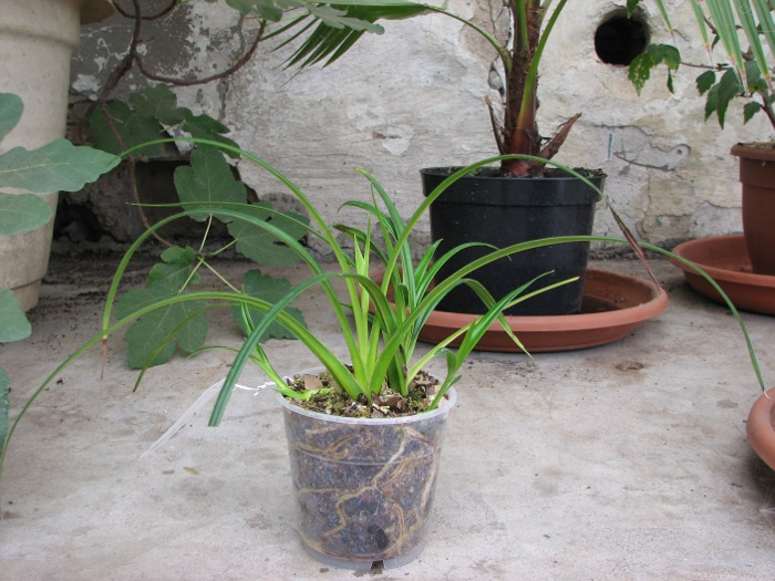 Phragmipedium pearcei.JPG