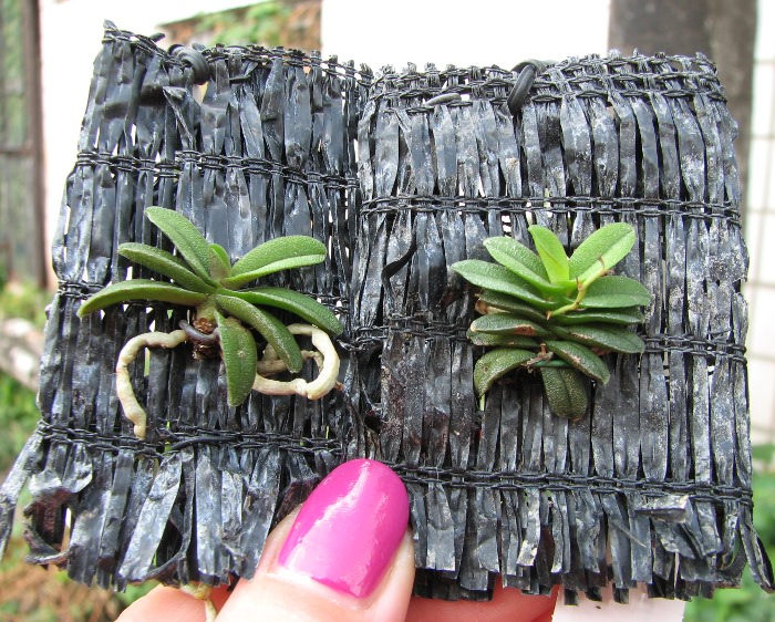 Schoenorchis fragrans.JPG