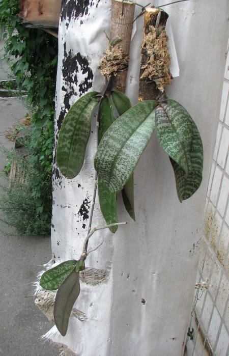 Phalaenopsis schilleriana var. immaculata.JPG
