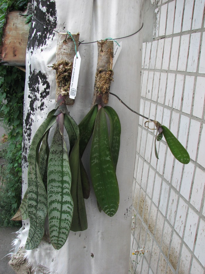 Phalaenopsis schilleriana var. purpurea.JPG