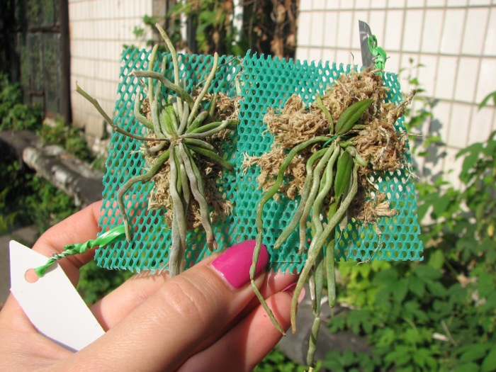 Chiloschista lunifera.JPG