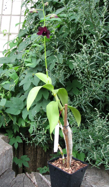 Dendrobium Daeng.JPG