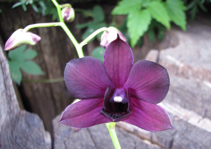 Dendrobium Daeng.JPG