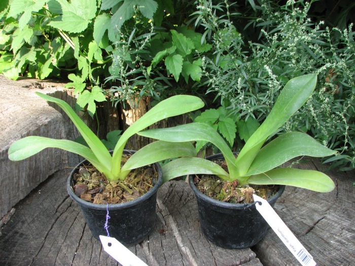 Paphiopedilum dianthum.JPG