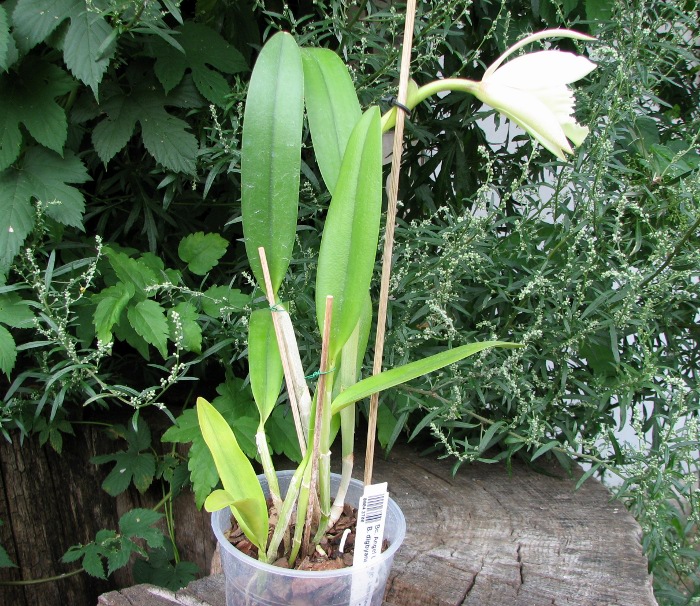 Brassocattleya Angel Lace (Cattleya Little Angel x Brassavola digbyana).JPG