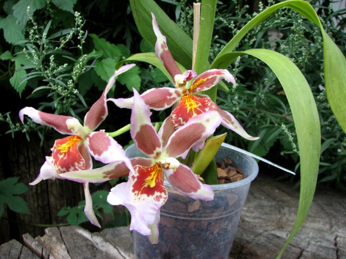 Beallara Tropic Tom 'Pale Face'.JPG