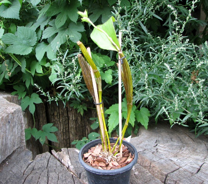Dendrobium setigerum.JPG