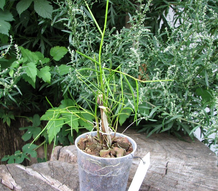 Dendrobium carinatum.JPG