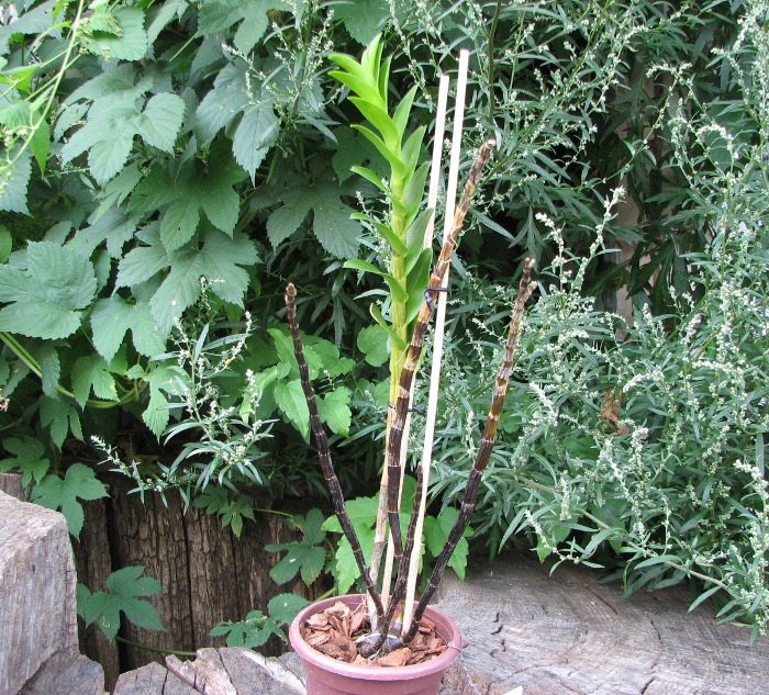 Dendrobium sanderae.JPG