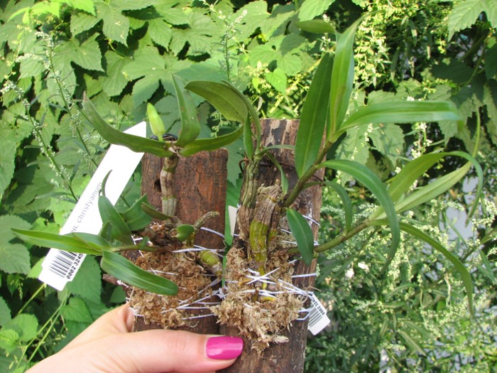 Dendrobium christyanum.JPG