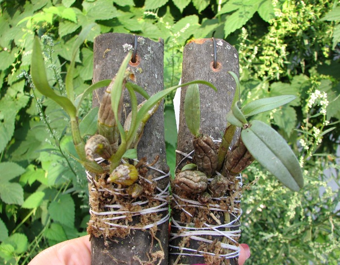 Dendrobium bellatulum.JPG