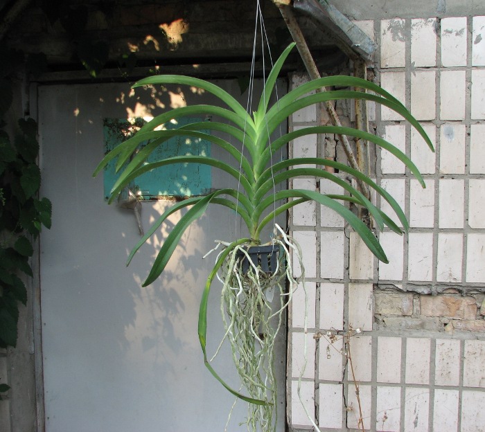 Vanda Lumpini Red x Vanda Dr. Anek.JPG