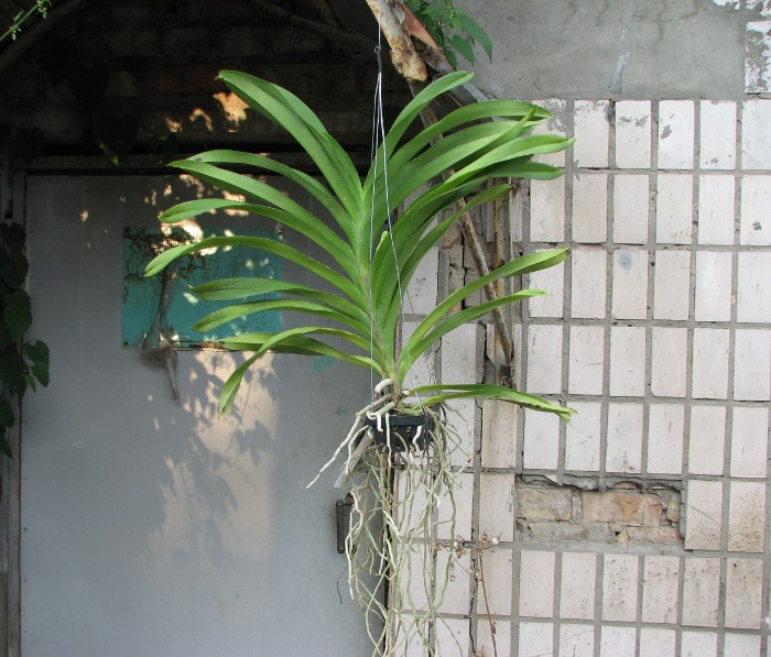 Vanda Apec Blue.JPG
