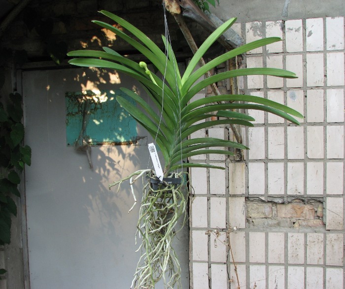 Vanda Ratchaburi Delight.JPG