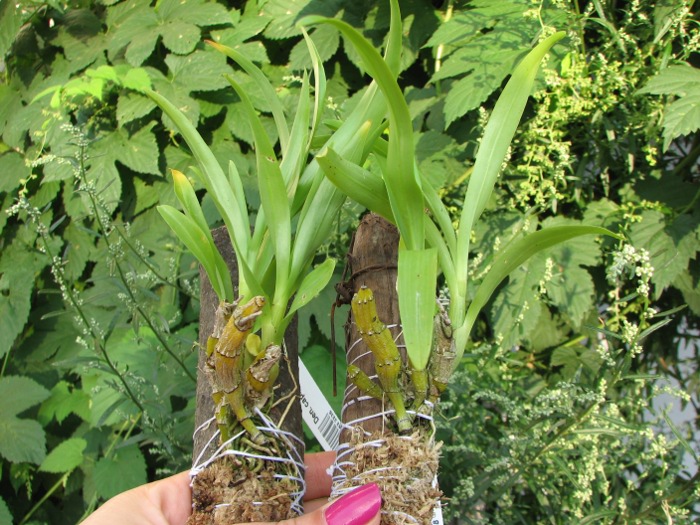 Dendrobium capillipes.JPG