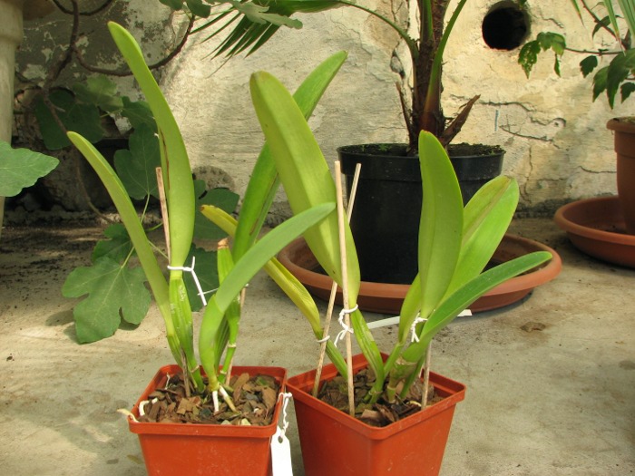 Cattleya dowiana x SELF.JPG