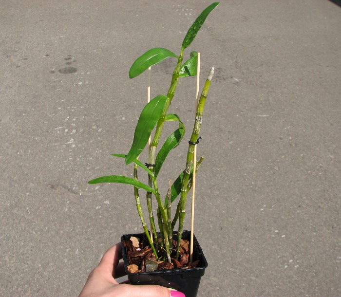 Dendrobium Sweet Pinky 'Momoko'.JPG