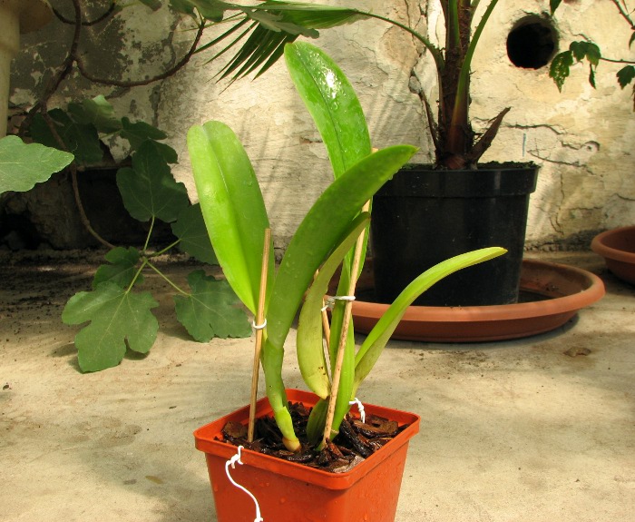 Cattleya dowiana x SELF.JPG