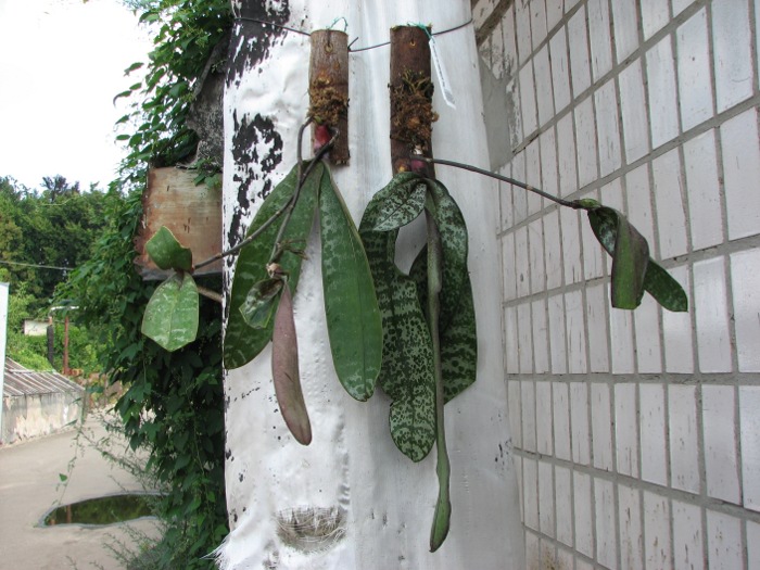 Phalaenopsis schilleriana var. purpurea.JPG