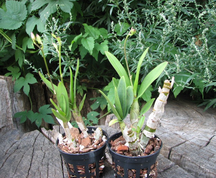 Dendrobium Happy Face.JPG