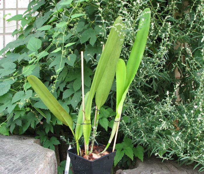 Laelia purpurata alba.JPG